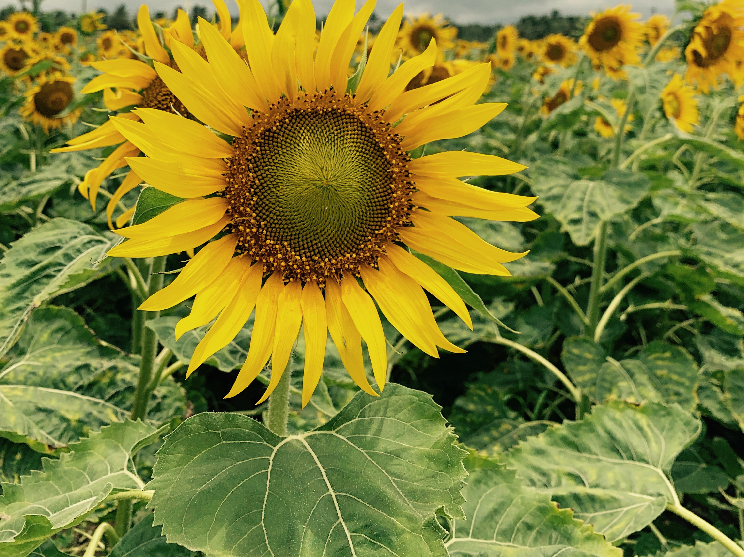 A day amidst Sunflowers!! – Musings of a travelbug
