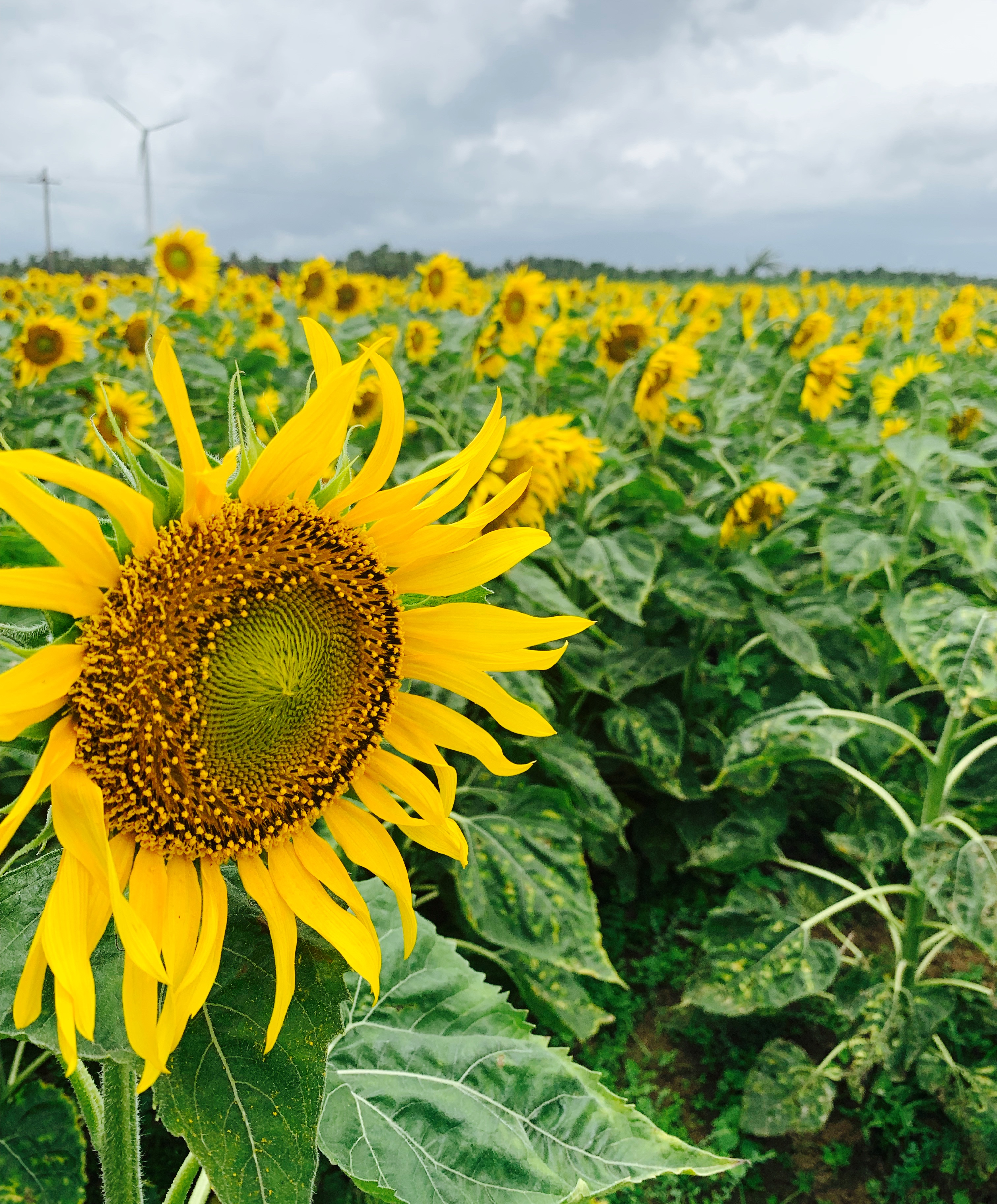 A day amidst Sunflowers!! – Musings of a travelbug