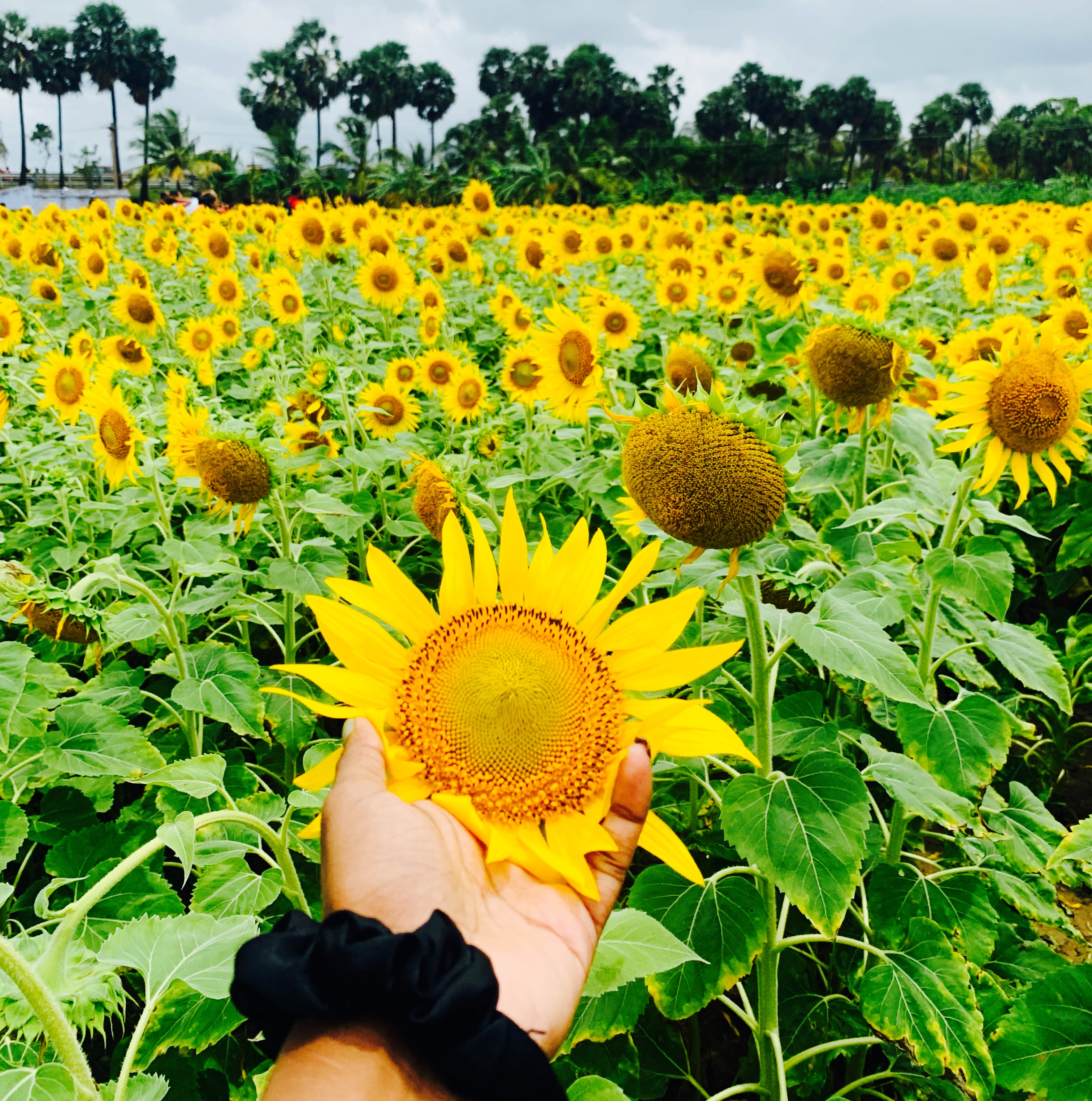 A day amidst Sunflowers!! – Musings of a travelbug