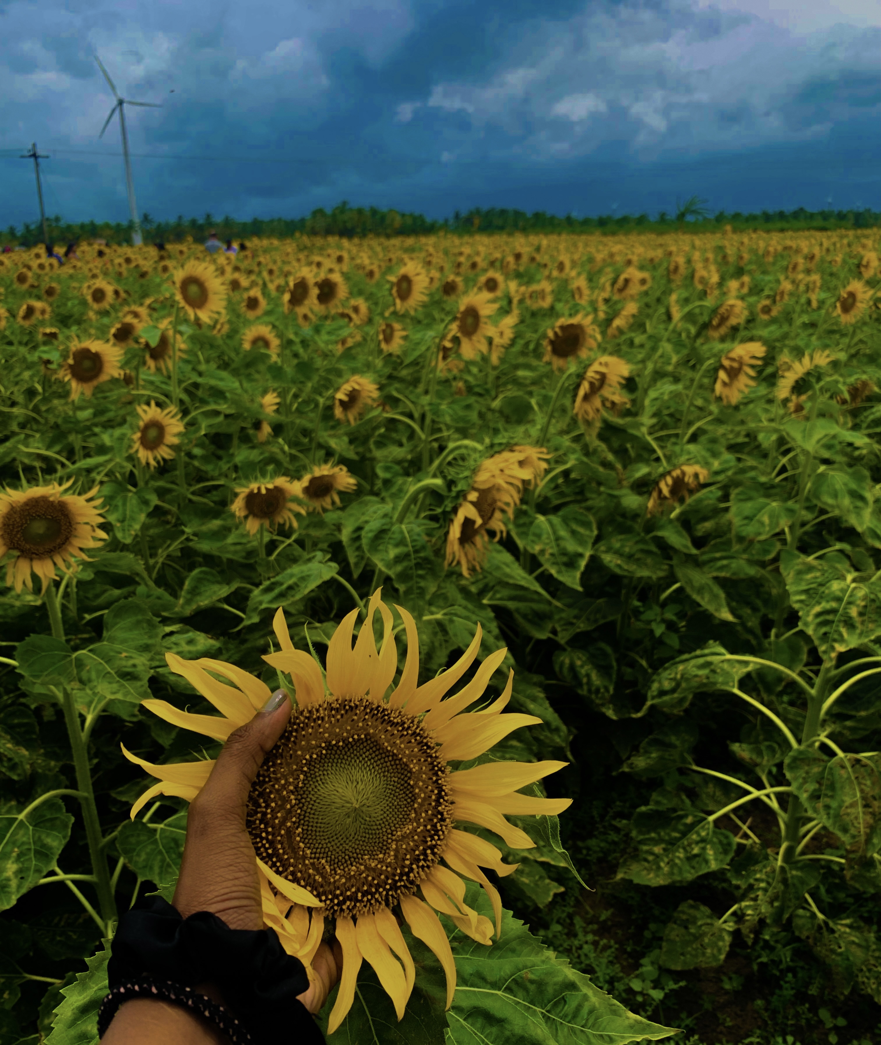 A day amidst Sunflowers!! – Musings of a travelbug